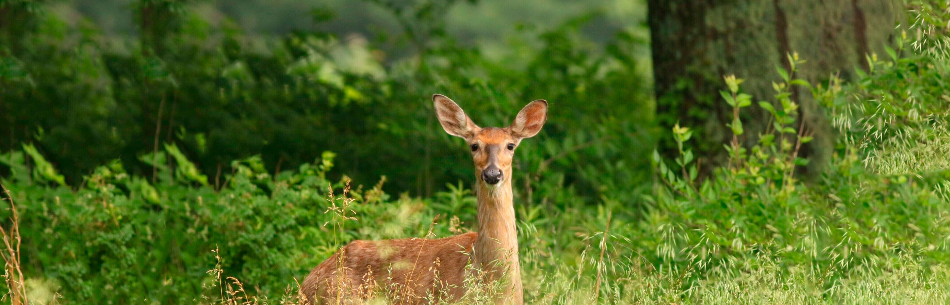 Deer Hunting Public Lands - Kentucky Department of Fish & Wildlife